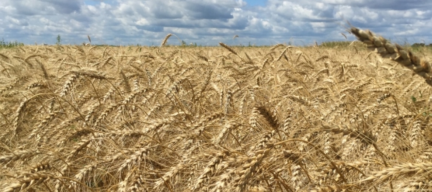 Las exportaciones de grano desde los puertos ucranianos no se reanudarán sin...