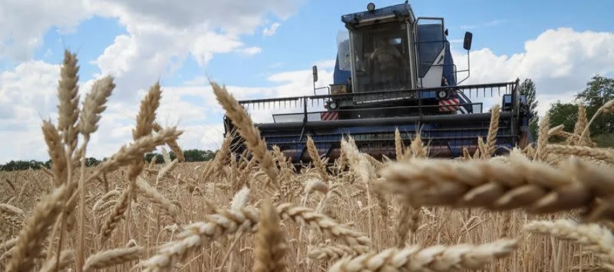 Ucrania y Rusia son los principales proveedores mundiales de trigo, y Rusia es también un...