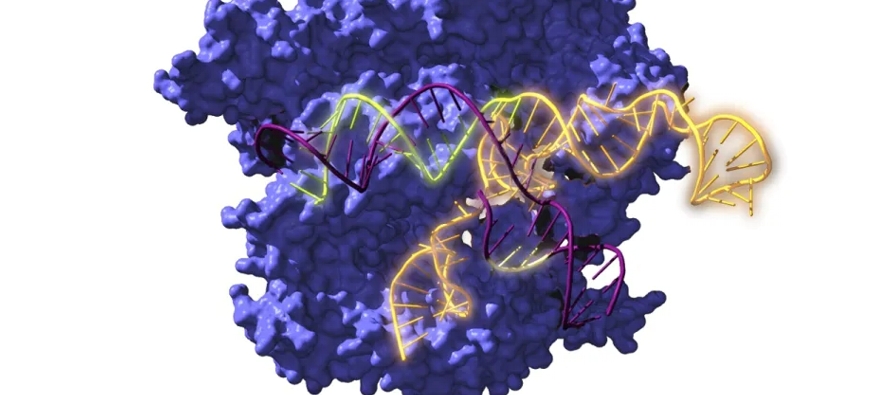 Estos ancestros “resucitados” del sistema CRISPR/Cas abren nuevas vías para las...