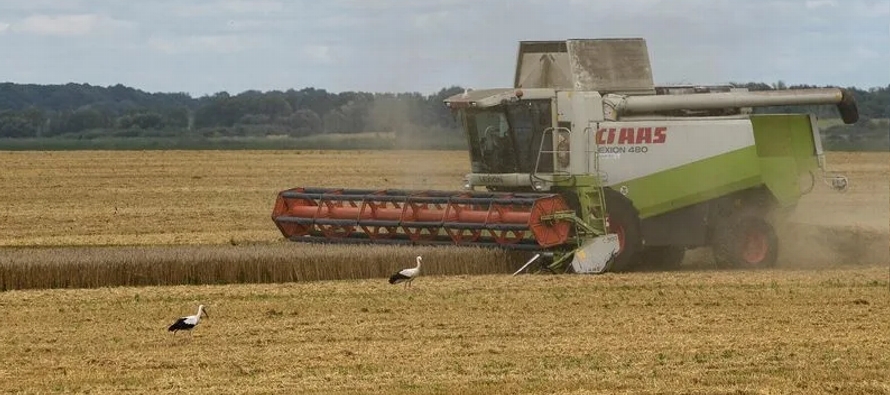 Ucrania ha reducido significativamente la superficie de trigo sembrada para la cosecha de 2023...