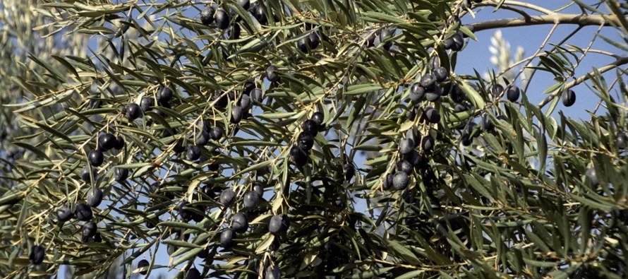 Una investigación muestra cómo el consumo regular de aceite de orujo de oliva puede...