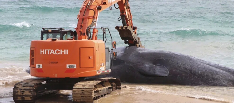 El cuerpo del cetáceo, de 17 metros (56 pies) de largo y 54,400 kilos (120,000 libras) de...