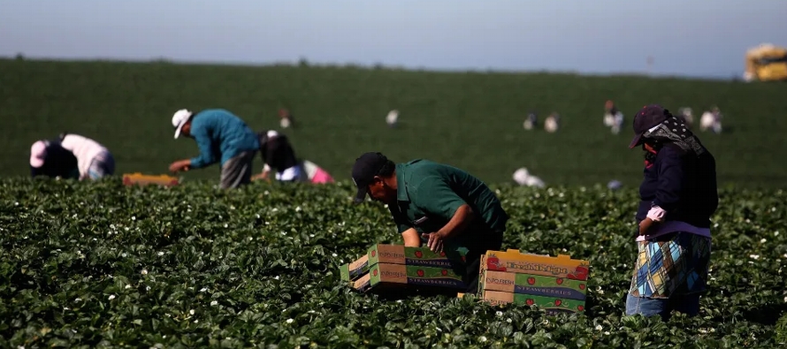 "Hoy viajaron a Canadá 153 trabajadores agrícolas que se suman a los ya...
