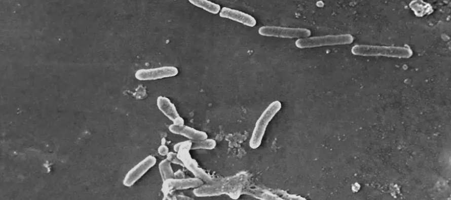 Los investigadores descubrieron que las bacterias no eran susceptibles a ninguno de los...