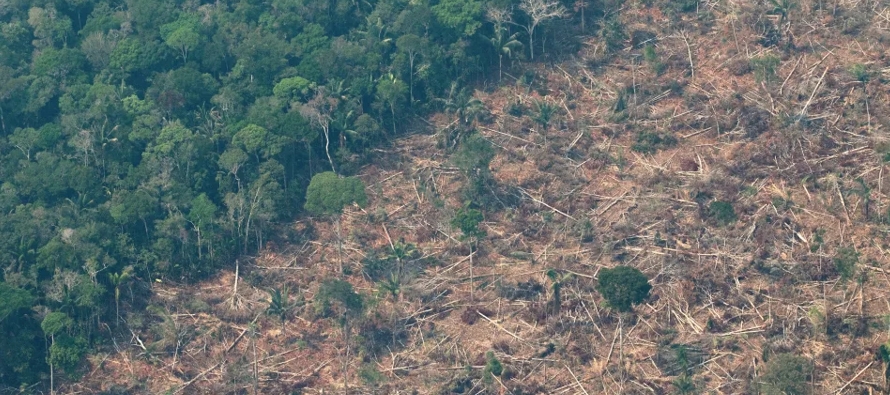 En total fueron destruidos 166,58 kilómetros cuadrados de selva en el mes, según los...