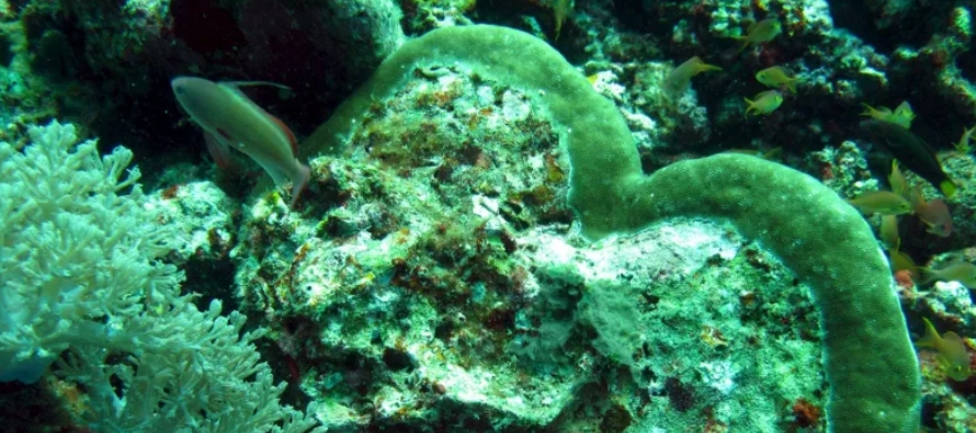 Los arrecifes de coral son bienes naturales increíblemente valiosos, que proporcionan...