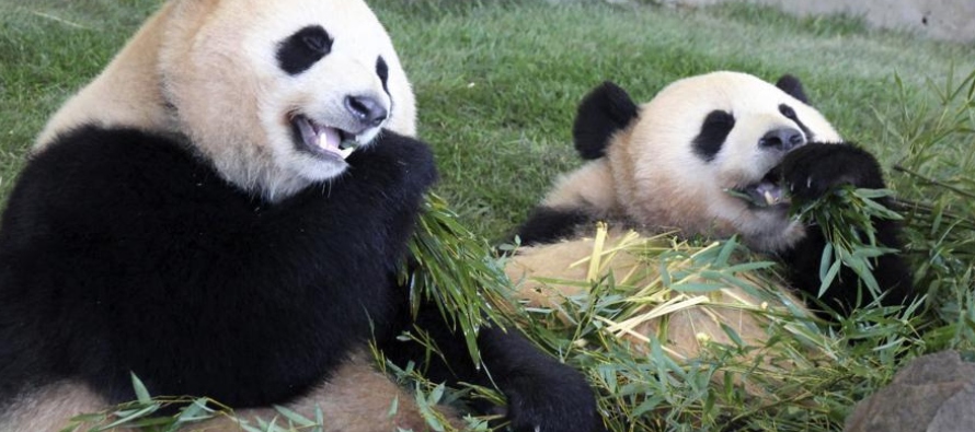 China envía pandas al extranjero como muestra de buena voluntad, pero mantiene la propiedad...