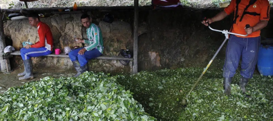 En Bolivia es legal el cultivo de coca hasta 22,500 hectáreas para consumo tradicional como...