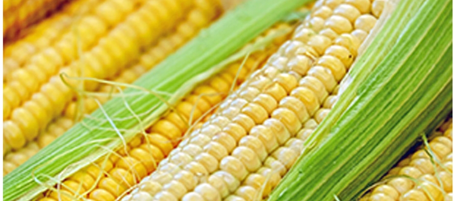 Los precios mundiales del maíz cayeron porque una buena cosecha en Brasil ayudó a...