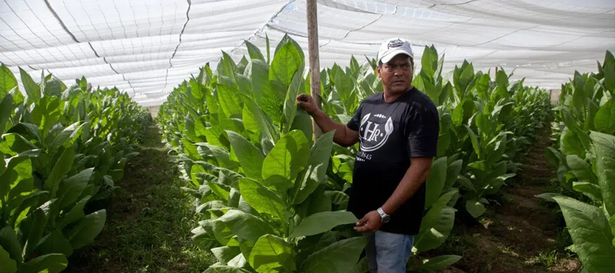 Dado que el cultivo de tabaco lo realizan decenas de pequeños productores privados,...