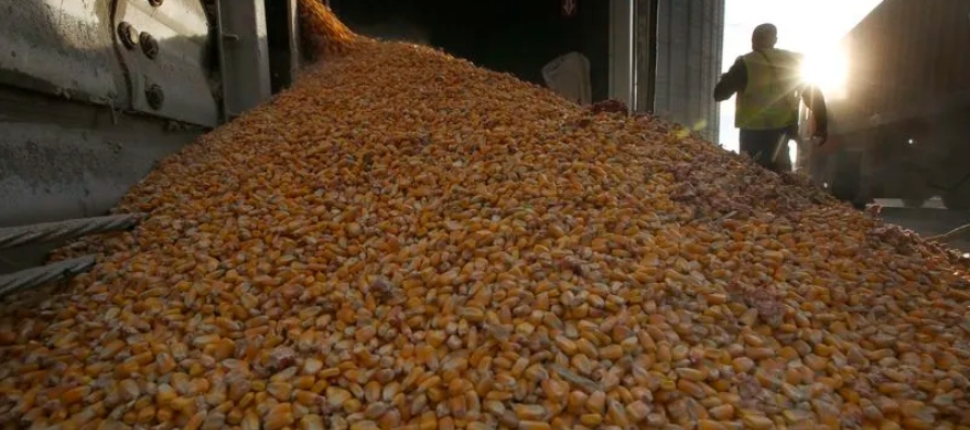 Expertos del sector aún tienen dudas sobre el volumen de exportaciones de maíz de...