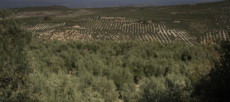 Cuando Josep Altarriba contempla sus campos resecos, el campesino no recuerda otra sequía...