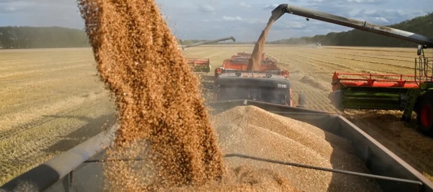 Los precios de exportación del trigo ruso siguen cayendo ante la creciente oferta