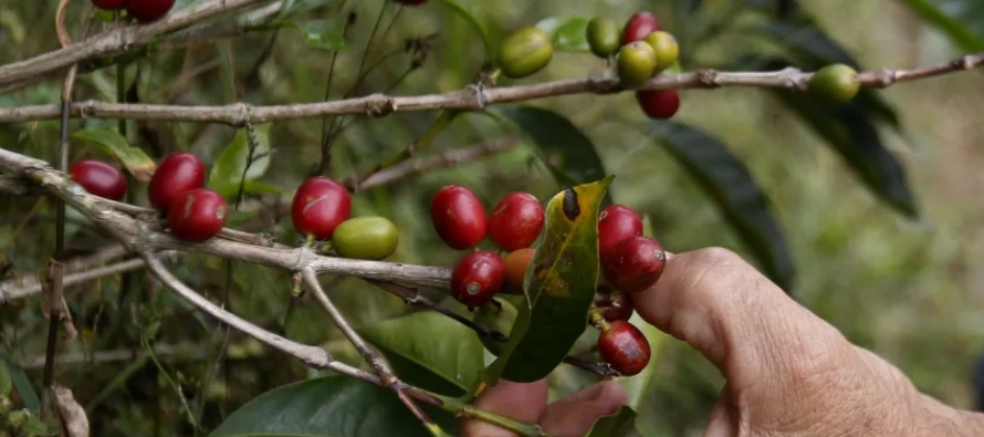 Colombia es el mayor productor mundial de café arábigo suave lavado y de su actividad...