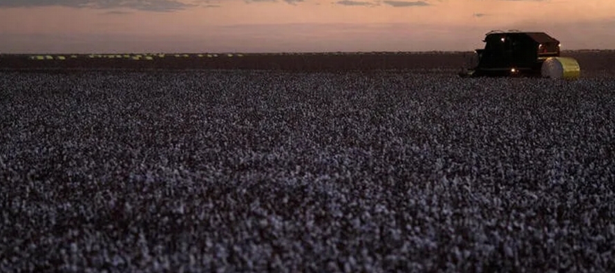 De enero a marzo, Brasil exportó 243,000 toneladas de algodón, un 56% menos que en el...