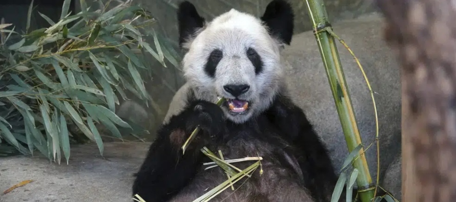 Los grupos de defensa In Defense of Animals y Panda Voices aplaudieron el regreso a China,...