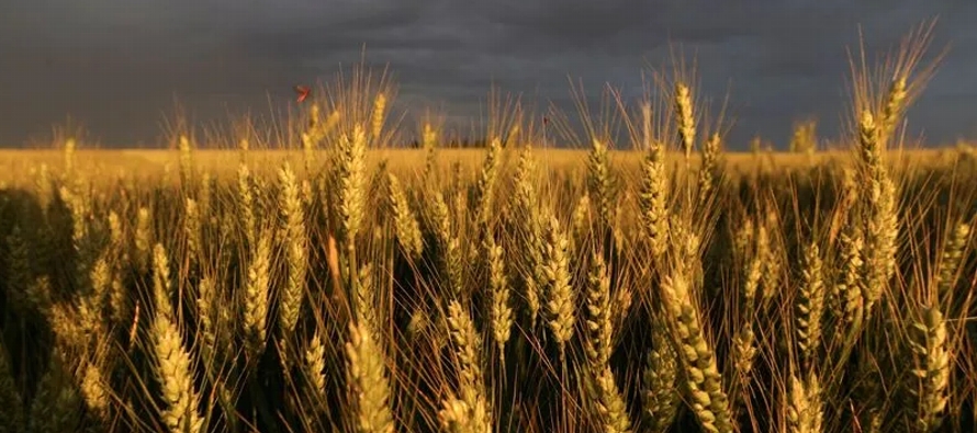 Se estima que el 94% del trigo blando en Francia, estaba en buenas o excelentes condiciones en la...