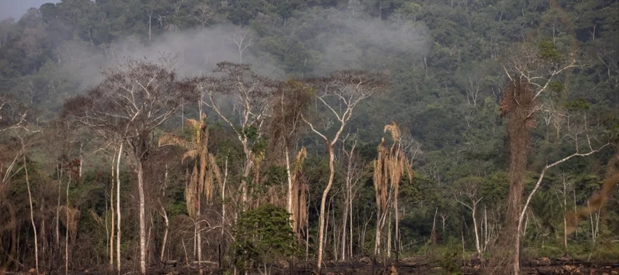 Algunos científicos advierten que el aumento de la deforestación en la...