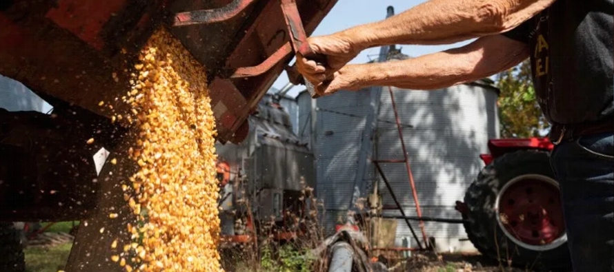 Las ventas de exportación de maíz de Estados Unidos cayeron a su total semanal...