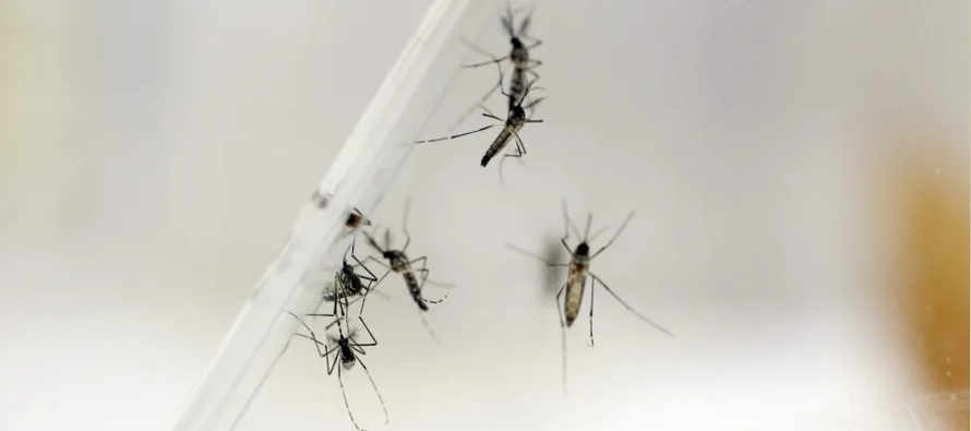 El virus del chikungunya, transmitido por mosquitos, pertenece a la familia de los alfavirus, que...