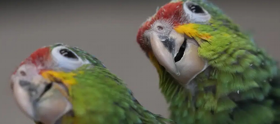 Las aves, nativas de Centroamérica, fueron confiscadas a un contrabandista en el Aeropuerto...