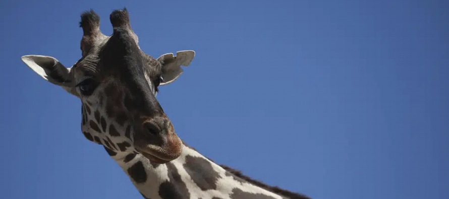 En los últimos días se pudo ver a la jirafa macho de tres años agachada con...