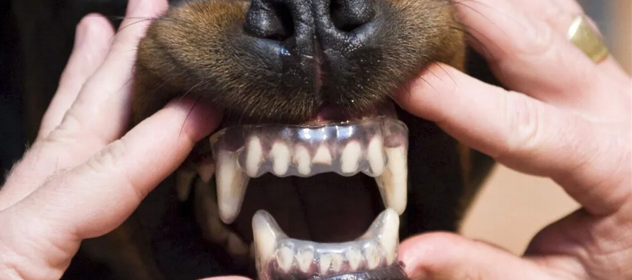 El estudio revela que la incidencia de mordeduras de perro aumentó un once por ciento en los...