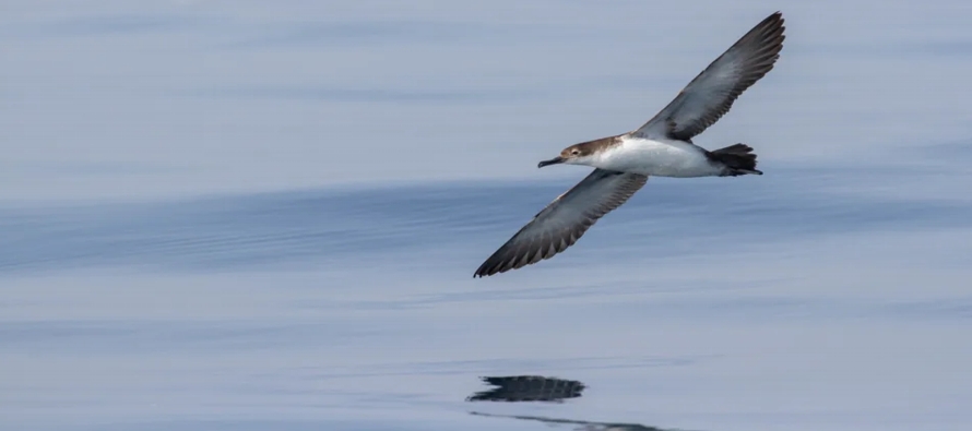 Las aves marinas son uno de los grupos más amenazados a escala mundial, con alrededor de un...