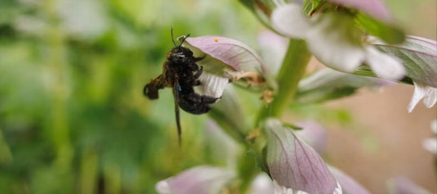 Los investigadores analizaron fotografías de los nidos de cinco especies de abejas...