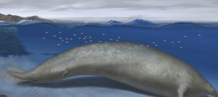 El cuerpo tenía unos 20 metros (66 pies) de largo. Las ballenas azules pueden ser más...