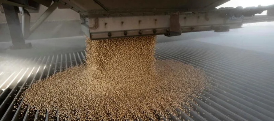 * Stonex fijó el rendimiento del maíz en Estados Unidos en 177,0 bpa, justo por...