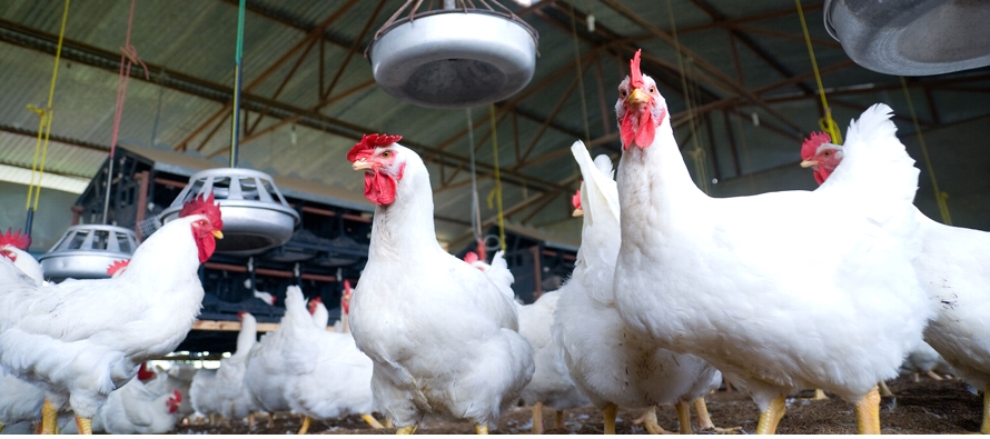 Japón suspendió las importaciones de pollo brasileño desde mediados de julio...