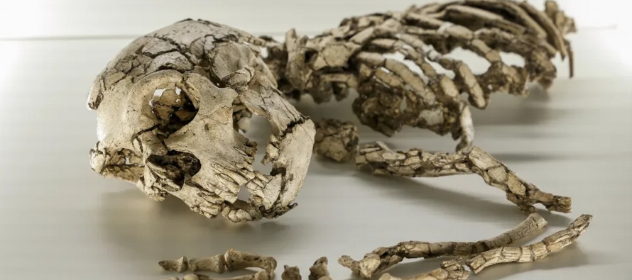 Los restos de homininos más antiguos en Europa proceden de la península...