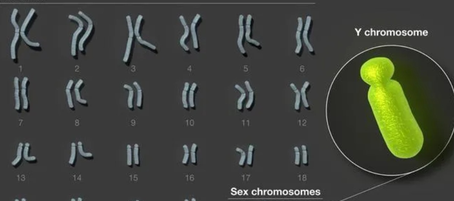 Estas bases revelan la existencia de otros 41 genes que activan proteínas y aportan...