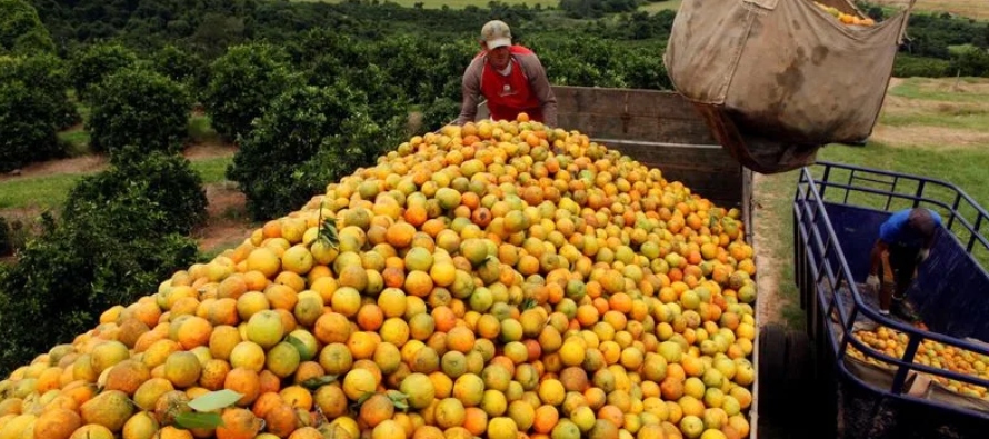 Se estima que la producción de naranjas para la temporada 2023/24 en el cinturón...