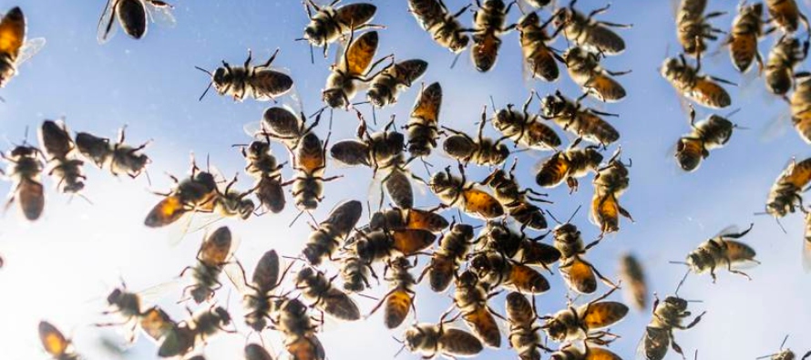 “Había cajas literalmente en la carretera y enjambres de abejas volaban por...