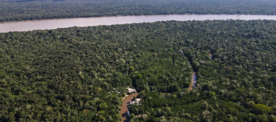 En 2022, el último año del Gobierno de Jair Bolsonaro, la superficie de bosque sobre...