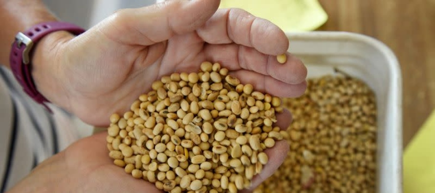 Además, el exceso de soja procedente de Brasil ha impedido que la reducción de las...