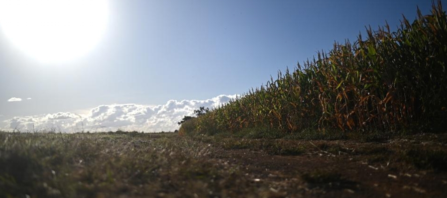 La cosecha de soja bajará un 1,3 %, mientras que la de maíz registrará una...