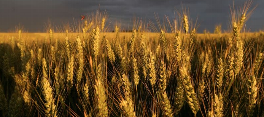 Los agricultores franceses habían sembrado hasta el 20 de noviembre el 74% de la superficie...