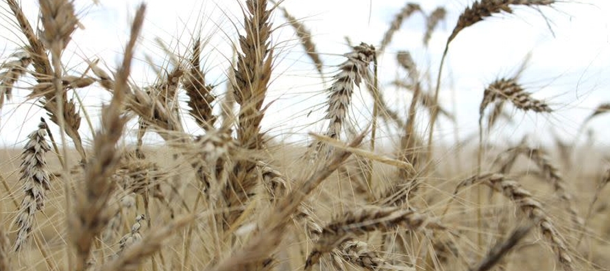Los precios mundiales del trigo , el maíz y la soja se encaminan a registrar pérdidas...