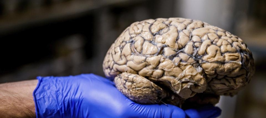 Aparte de la maduración cerebral, el estudio también da importancia a la experiencia,...