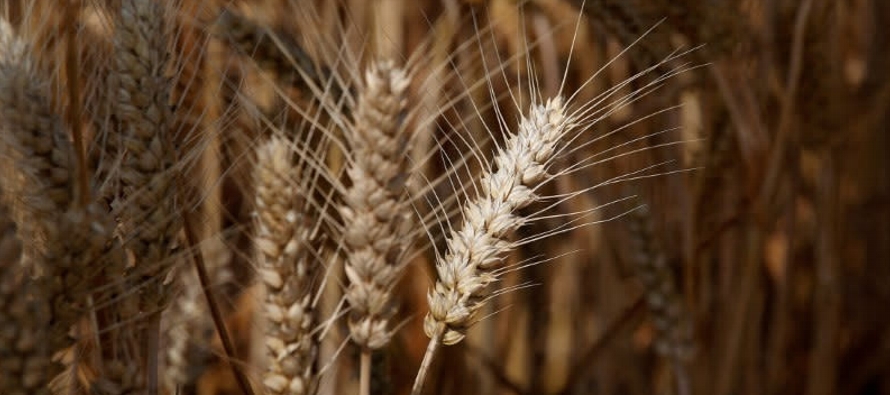 La cosecha de maíz se prevé en 288,84 millones de toneladas métricas,...