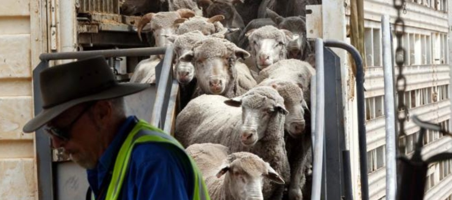 Australia es un importante exportador de ganado vivo y cuenta con Israel, entre otros países...