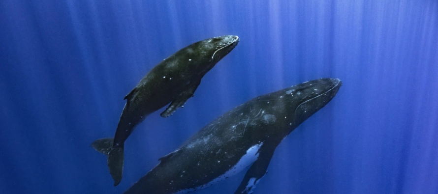 ¿Cómo cantan las ballenas? Experimento sugiere que sus laringes tienen una característica única