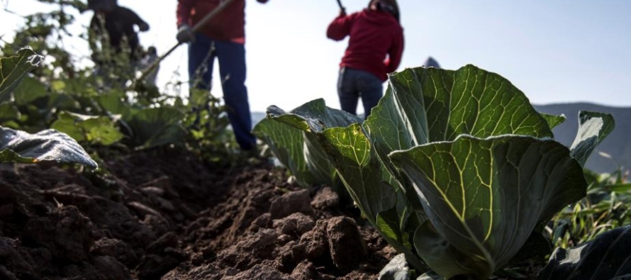 Agricultores mexicanos urgen un diálogo a los candidatos para abordar los retos del campo