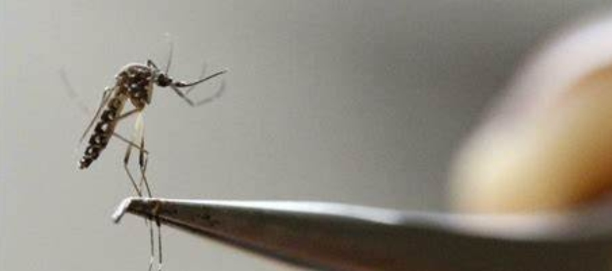 El dengue se transmite por la picadura del mosquito Aedes aegypti. Sus síntomas incluyen...