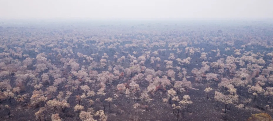 El bioma brasileño con más áreas consumidas por el fuego en enero fue la...