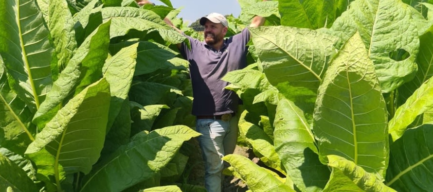 En su unidad de producción, cultiva tabaco en alrededor de 40 hectáreas, dependiendo...