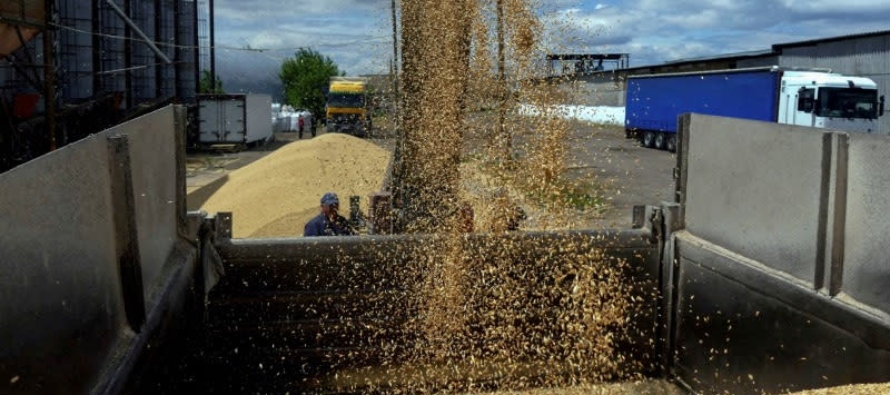 El gobierno ucraniano espera una cosecha de 81,3 millones de toneladas de grano y oleaginosas en...